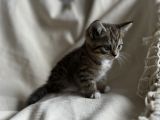 Vorschaubild 7