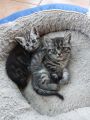 Vorschaubild 4