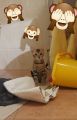 Vorschaubild 5