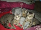 Vorschaubild 1