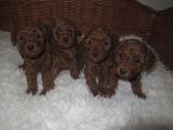 Vorschaubild 1