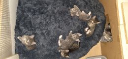 Vorschaubild 1