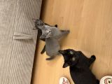 Vorschaubild 2