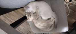 Vorschaubild 1