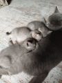 Vorschaubild 6
