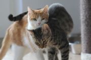 Vorschaubild 9