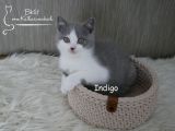 Vorschaubild 5