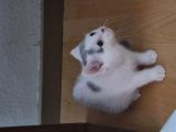 Vorschaubild 5