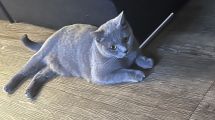 Vorschaubild 1