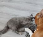 Vorschaubild 2