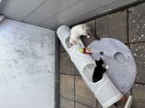 Vorschaubild 6