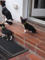Vorschaubild 1