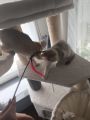 Vorschaubild 10