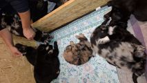 Vorschaubild 6