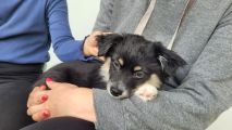 Vorschaubild 2
