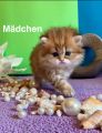 Vorschaubild 6