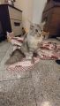 Vorschaubild 10