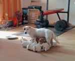 Vorschaubild 5
