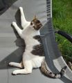 Vorschaubild 9
