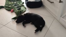 Vorschaubild 1