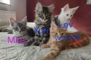 Vorschaubild 1