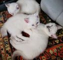 Vorschaubild 8