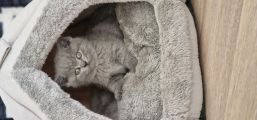 Vorschaubild 3