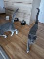 Vorschaubild 3