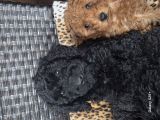 Vorschaubild 3