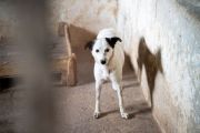 Vorschaubild 8