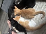 Vorschaubild 9