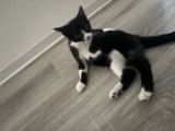 Vorschaubild 1