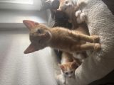 Vorschaubild 4