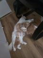 Vorschaubild 10
