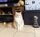 Vorschaubild 1