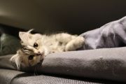 Vorschaubild 3