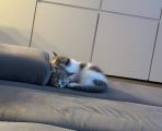 Vorschaubild 2