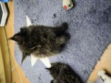Vorschaubild 2