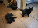 Vorschaubild 7