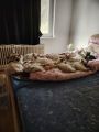 Vorschaubild 5