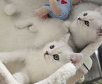 Vorschaubild 9