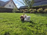Vorschaubild 4