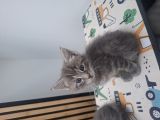 Vorschaubild 5