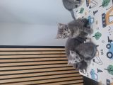 Vorschaubild 3