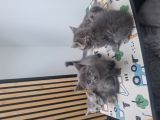 Vorschaubild 4