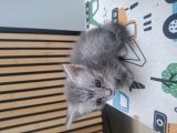 Vorschaubild 6