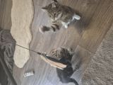 Vorschaubild 5