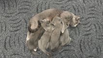 Vorschaubild 7