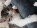 Vorschaubild 1