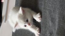 Vorschaubild 2
